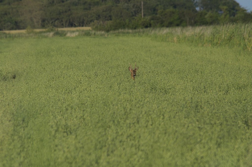 Rehbock im Hafer