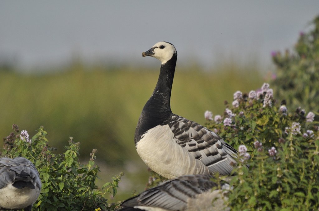 Weißwangengans (Nonnengans)