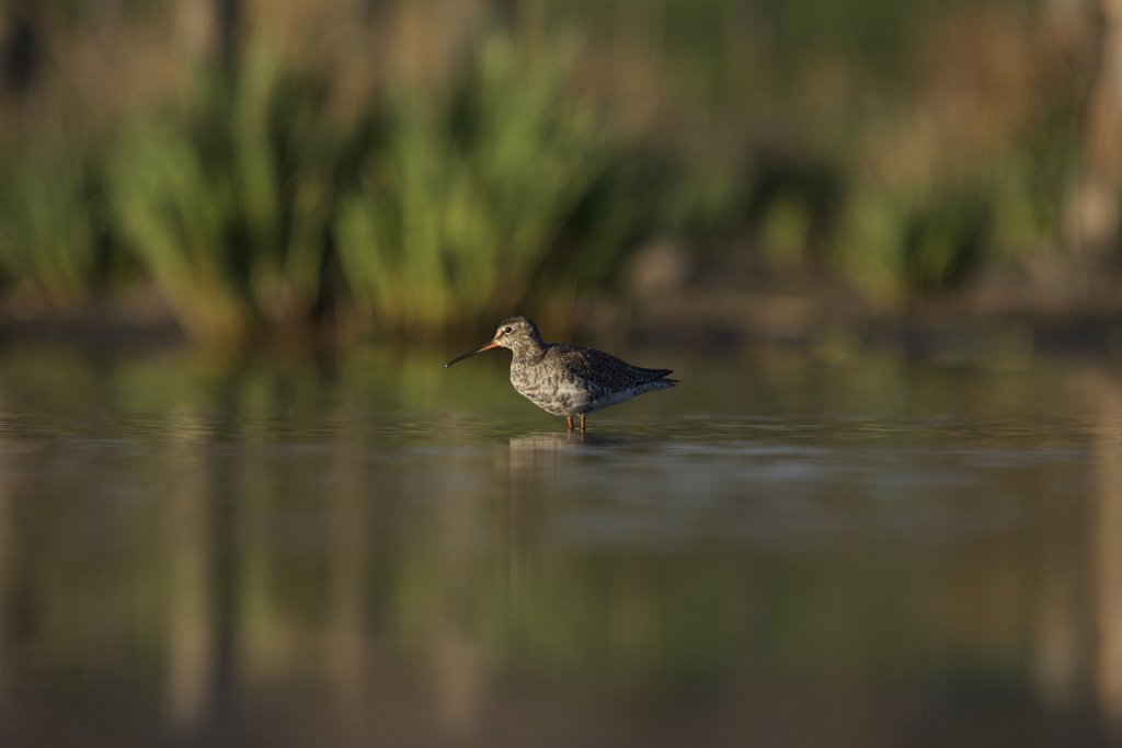 Dunkler Wasserläufer